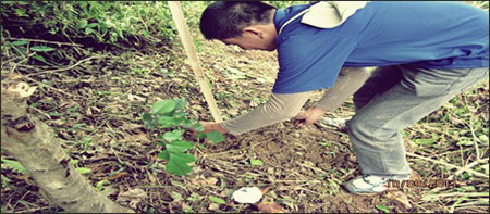 Herald Tree Planting
